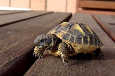 Turtles and Tortoises kaufen und verkaufen Photo: Busco T. Hermanni Hermanni - Looking for THH