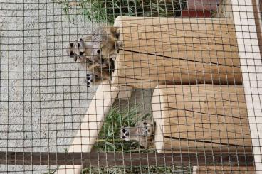 Exotic mammals kaufen und verkaufen Photo: Verkaufe junge Erdmännchen (verkauft)
