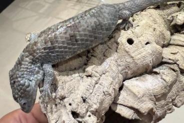 Echsen  kaufen und verkaufen Photo: 1.1 Abronia mixteca ready to breed