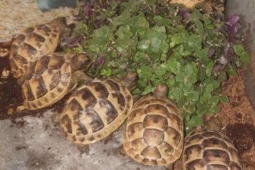 Landschildkröten kaufen und verkaufen Foto: Maurische Landschildkröten Landschildkröten kaufen und verkaufen Foto: Maurische Landschildkröten