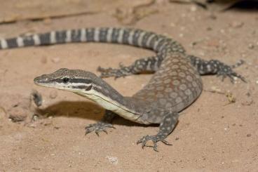 Warane kaufen und verkaufen Foto: Looking for 2024 male Varanus glauerti Warane kaufen und verkaufen Foto: Looking for 2024 male Varanus glauerti