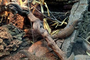 Warane kaufen und verkaufen Foto: 1.2 Varanus acanthurus "Red Ackies" Warane kaufen und verkaufen Foto: 1.2 Varanus acanthurus "Red Ackies"