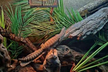 Warane kaufen und verkaufen Photo: 0.2 Varanus glauerti / 1.2 Varanus acanthurus "Red Ackies" Warane kaufen und verkaufen Photo: 0.2 Varanus glauerti / 1.2 Varanus acanthurus "Red Ackies"