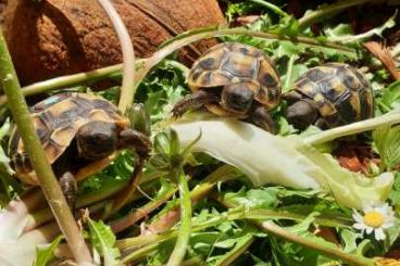 Tortoises kaufen und verkaufen Photo: Griechische Landschildkröten Tortoises kaufen und verkaufen Photo: Griechische Landschildkröten