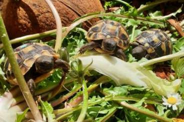 Landschildkröten kaufen und verkaufen Foto: Griechische Landschildkröten 