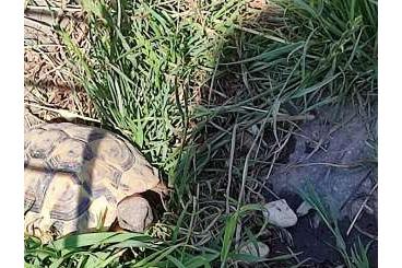 Landschildkröten kaufen und verkaufen Foto: Griechische Landschildkröten NZ 21