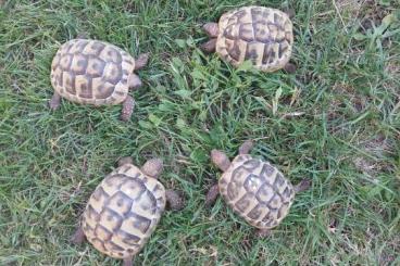 Landschildkröten kaufen und verkaufen Foto: 4jährige Landschildkröten zu verkaufen