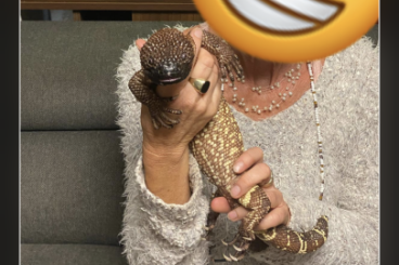 Echsen  kaufen und verkaufen Foto: Krustenechse abzugeben        