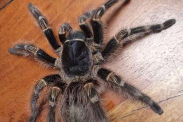 - bird spiders kaufen und verkaufen Photo: Verschiedene Spinnen abzugeben - bird spiders kaufen und verkaufen Photo: Verschiedene Spinnen abzugeben
