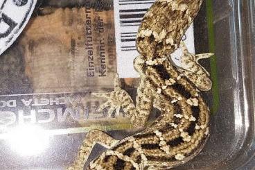 Geckos kaufen und verkaufen Photo: Hemidactylus imbricatus 1.0 