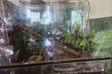 Colubrids kaufen und verkaufen Photo: Königsnatter mit Terrarium 