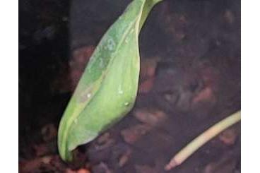 Poison dart frogs kaufen und verkaufen Photo: Pfeilgiftfrosch, Adelphobates galactonotus orange 1.1.0