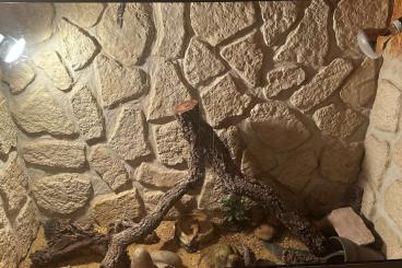 Geckos kaufen und verkaufen Foto: Leoparden Geckomit Terrarium und Zubehör