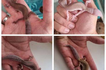 Geckos kaufen und verkaufen Foto: Leopadgecko ein Jahr alt 