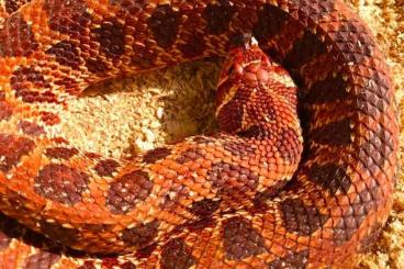 Schlangen kaufen und verkaufen Foto: Phoenix RED Hognose for sale