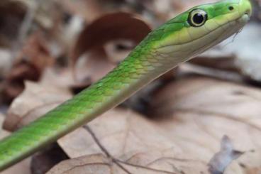 Schlangen kaufen und verkaufen Foto: Looking for Opheodrys aestivus (rough green snake, Grasnatter)