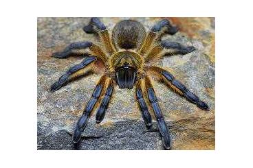 Spiders and Scorpions kaufen und verkaufen Photo: Vogelspinnen Weibchen/Männchen/Unbestimmt