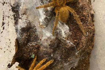 - bird spiders kaufen und verkaufen Photo: Vogelspinnen Weiblich/Männlich/Unbestimmt