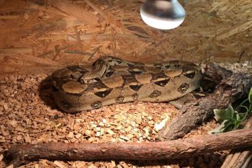 Boas kaufen und verkaufen Foto: Boa constrictor imperator abzugeben 