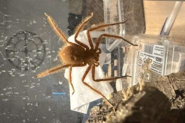 Spiders and Scorpions kaufen und verkaufen Photo: Heteropoda Davidbowie Nz 2/25