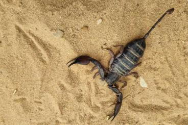 Spiders and Scorpions kaufen und verkaufen Photo: Skorpione Verkauf 19.05.25 / Versand oder Abholung PLZ 58.. Spiders and Scorpions kaufen und verkaufen Photo: Skorpione Verkauf 19.05.25 / Versand oder Abholung PLZ 58..