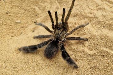 Spinnen und Skorpione kaufen und verkaufen Foto: Eucratoscelus pachypus 0.2 adult Spinnen und Skorpione kaufen und verkaufen Foto: Eucratoscelus pachypus 0.2 adult