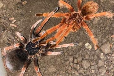 Spiders and Scorpions kaufen und verkaufen Photo: Pamphobeteus sp. solaris 0.0.xx zur Abgabe 1 FH Spiders and Scorpions kaufen und verkaufen Photo: Pamphobeteus sp. solaris 0.0.xx zur Abgabe 1 FH