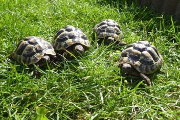 Landschildkröten kaufen und verkaufen Foto: Griechische Landschildkröte