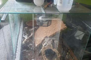 Snakes kaufen und verkaufen Photo: Python yellowbelly Schlange  python yellowbelly ca 120cm mit Terrarium