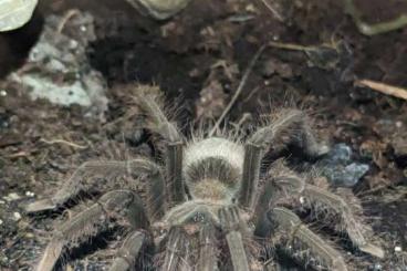 - bird spiders kaufen und verkaufen Photo: 0.0.1 Theraposa apophysis 