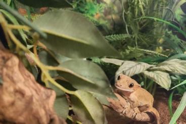 Geckos kaufen und verkaufen Photo: Kronengecko (weiblich) incl. Terrarium und Zubehör