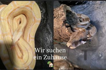 Boas kaufen und verkaufen Photo: Boa Constrictor Imperator Keiserboa