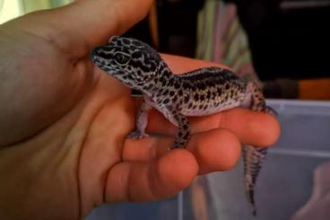 Geckos kaufen und verkaufen Foto: Drei Leopardgeckos abzugeben 60€ - 250 €