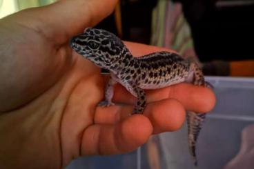 Geckos kaufen und verkaufen Photo: Leopardengecko Gruppe (3) abzugeben