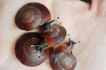 Schnecken kaufen und verkaufen Foto: Caracolus Excellens aus Nachzucht abzugeben