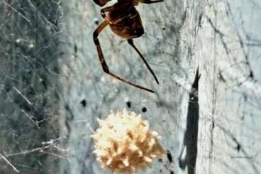 Spinnen und Skorpione kaufen und verkaufen Foto: Latrodectus geometricus Breeding material