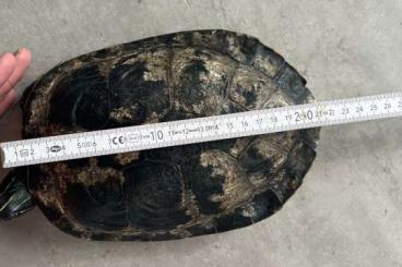 Turtles and Tortoises kaufen und verkaufen Photo: Wasserschildkröte sucht neues Zuhause