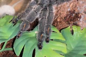 Vogelspinnen kaufen und verkaufen Foto: Psalmopoeus irminia Männchen sucht Weibchen 