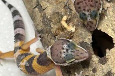 Geckos kaufen und verkaufen Foto: Leopardgeckos zu vergeben | 2-4 Monate alt