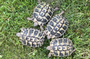 Tortoises kaufen und verkaufen Photo: Gruppe aus 4 Griech. Landschildkröten (THB)