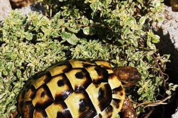 Landschildkröten kaufen und verkaufen Foto: Notverkauf - Semiadulte Griech. Landschildkröten (THB)