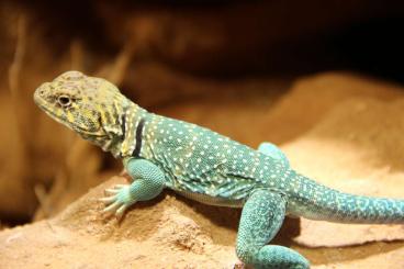 Echsen  kaufen und verkaufen Foto: Halsbandleguan Wichita Mountain