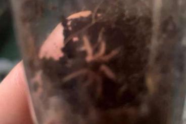 - bird spiders kaufen und verkaufen Photo: Hallo kleine Taranteln würden auch mit der Post umziehen! Europa ! - bird spiders kaufen und verkaufen Photo: Hallo kleine Taranteln würden auch mit der Post umziehen! Europa !