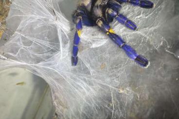 - bird spiders kaufen und verkaufen Photo: Poecilotheria metallica together - bird spiders kaufen und verkaufen Photo: Poecilotheria metallica together