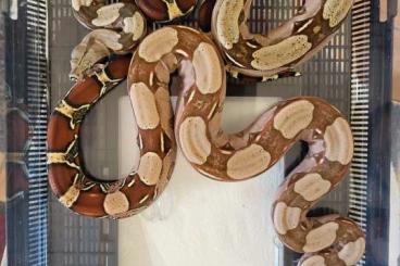 Boas kaufen und verkaufen Photo: Boa C.C. Guyana - DNZ 2022