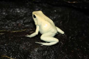 Poison dart frogs kaufen und verkaufen Photo: Suche nach Oyapock und Phyllobates Terribilis Mint