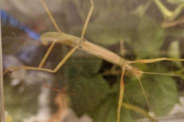 Insekten kaufen und verkaufen Foto: indische Stabschrecken (Carausius morosus)