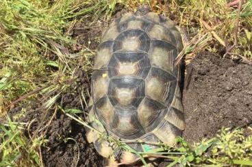 Landschildkröten kaufen und verkaufen Foto: Europäische Landschildkröten abzugeben