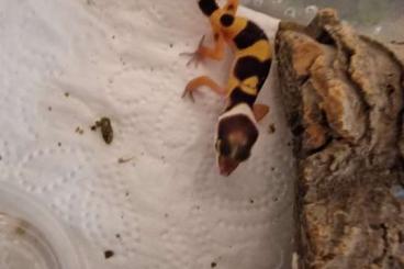 Geckos kaufen und verkaufen Photo: Leopardgecko Nachzucht 23