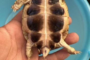 Landschildkröten kaufen und verkaufen Foto: Testudo Hermanni H. Leucistiche o Isabella 